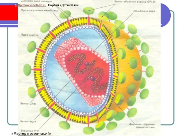 Модель вируса СПИДа http://www.deti-66.ru Портал «Дети-66.ru» «Мастер презентаций».
