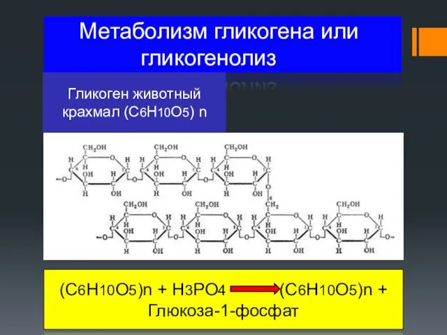 Метаболизм гликогена или гликогенолиз Гликоген животный крахмал (C6H10O5) n (C6H10O5)n + H3PO4 (C6H10O5)n + Глюкоза-1-фосфат