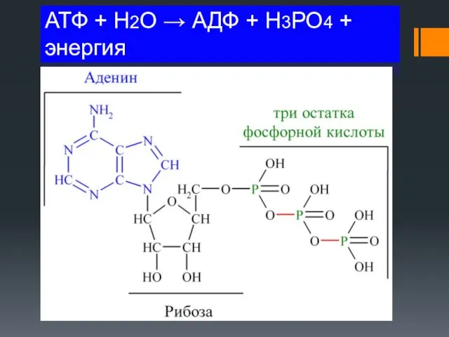 АТФ + H2O → АДФ + H3PO4 + энергия