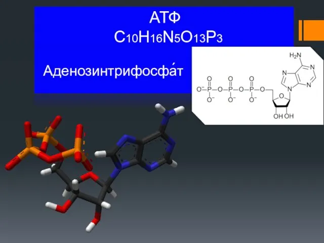 АТФ C10H16N5O13P3 Аденозинтрифосфа́т