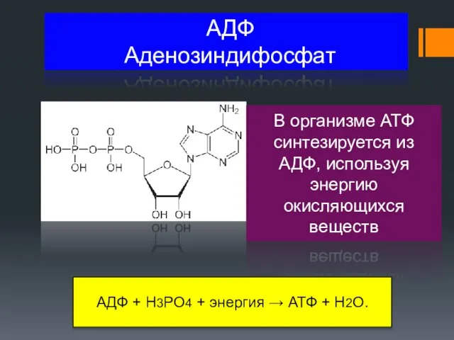 АДФ Аденозиндифосфат В организме АТФ синтезируется из АДФ, используя энергию окисляющихся веществ