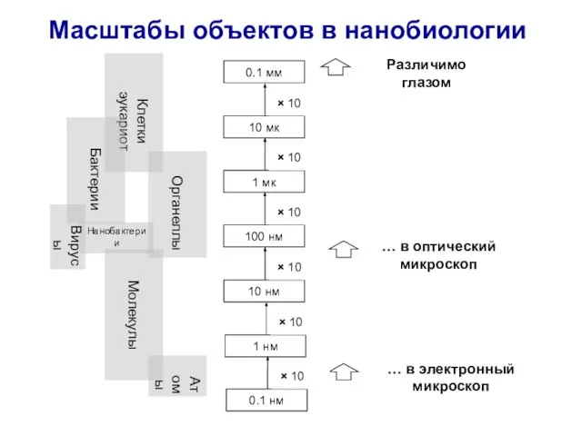 Масштабы объектов в нанобиологии … в электронный микроскоп … в оптический микроскоп Различимо глазом