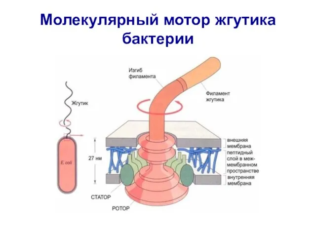 Молекулярный мотор жгутика бактерии