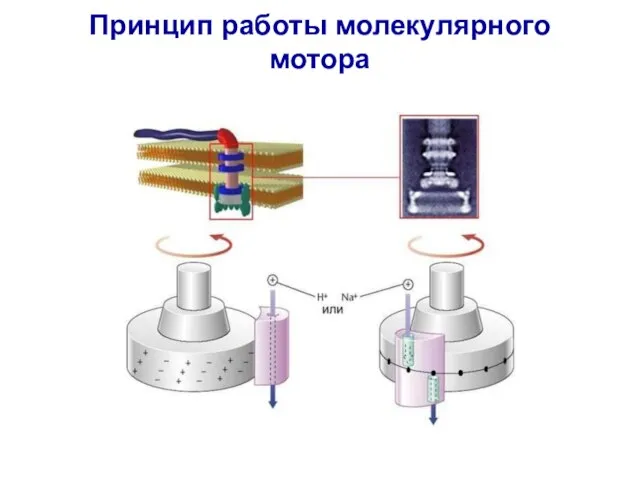 Принцип работы молекулярного мотора