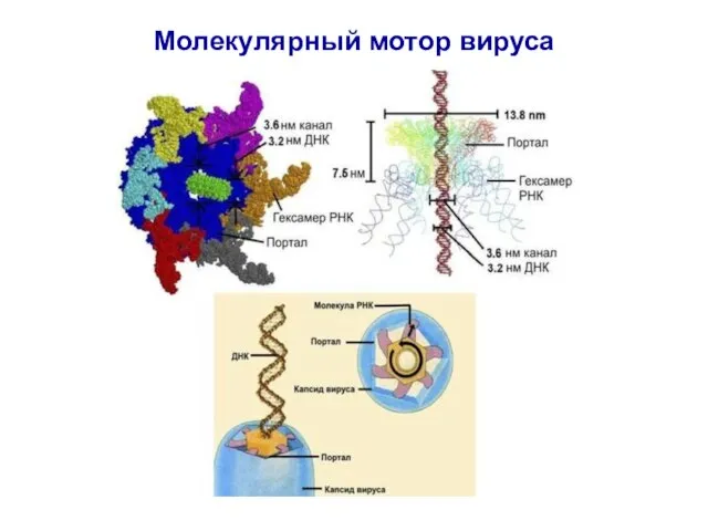 Молекулярный мотор вируса