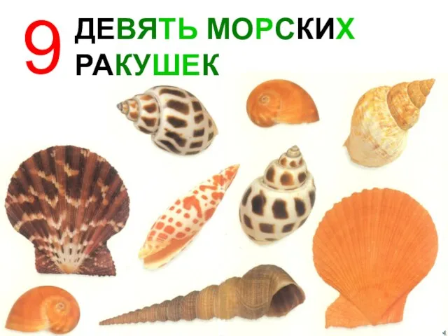 ДЕВЯТЬ МОРСКИХ РАКУШЕК 9