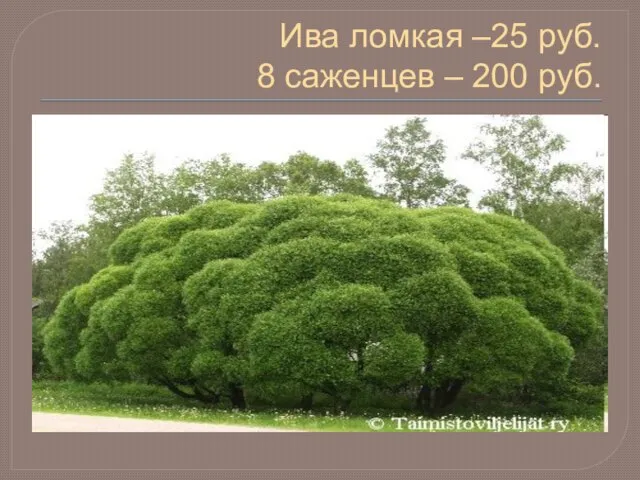 Ива ломкая –25 руб. 8 саженцев – 200 руб.