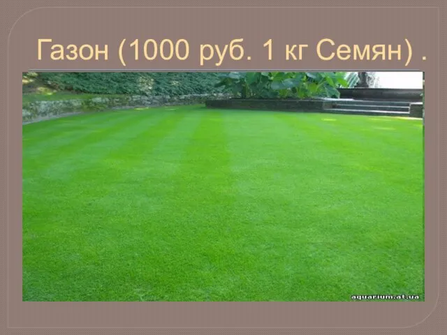 Газон (1000 руб. 1 кг Семян) .
