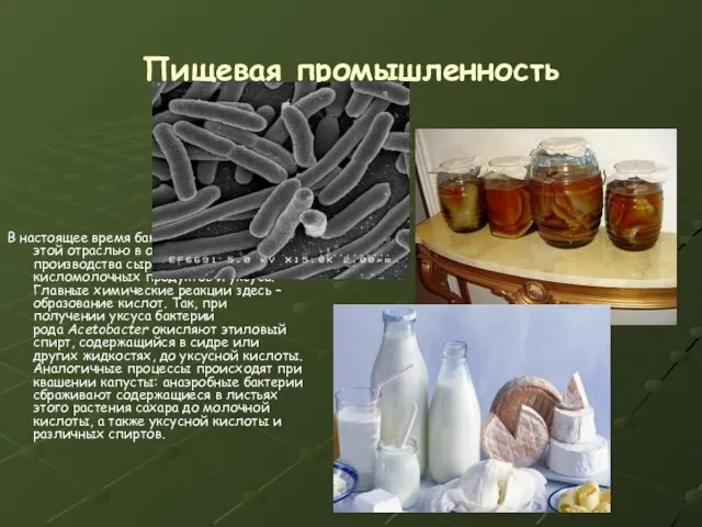 Пищевая промышленность В настоящее время бактерии применяются этой отраслью в основном для