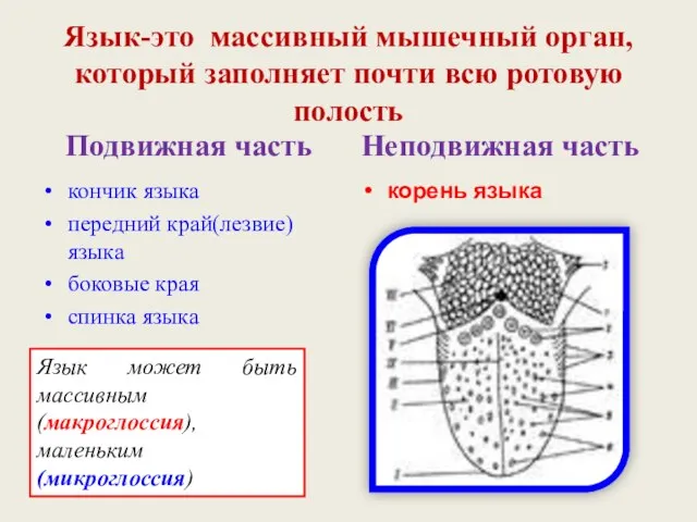 Язык-это массивный мышечный орган, который заполняет почти всю ротовую полость Подвижная часть