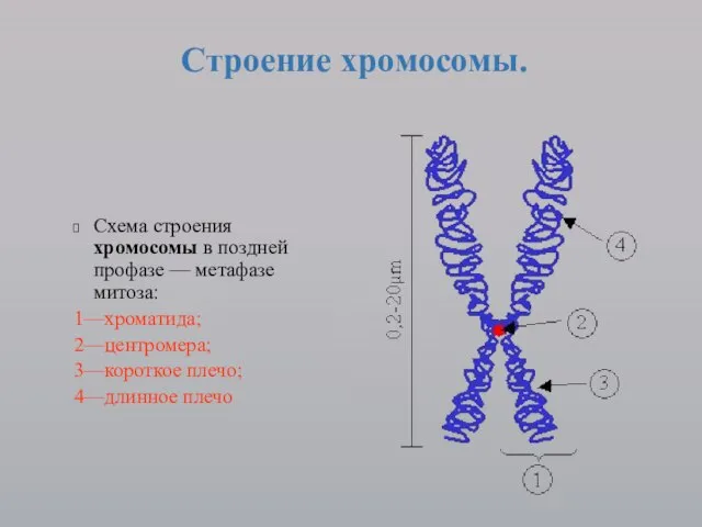 Схема строения хромосомы в поздней профазе — метафазе митоза: 1—хроматида; 2—центромера; 3—короткое