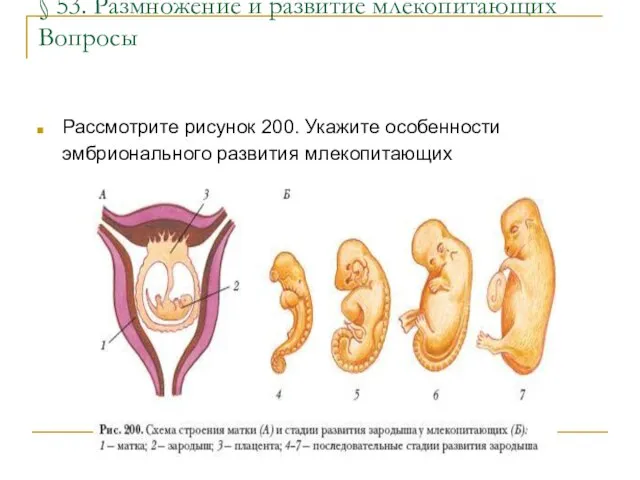 § 53. Размножение и развитие млекопитающих Вопросы Рассмотрите рисунок 200. Укажите особенности эмбрионального развития млекопитающих