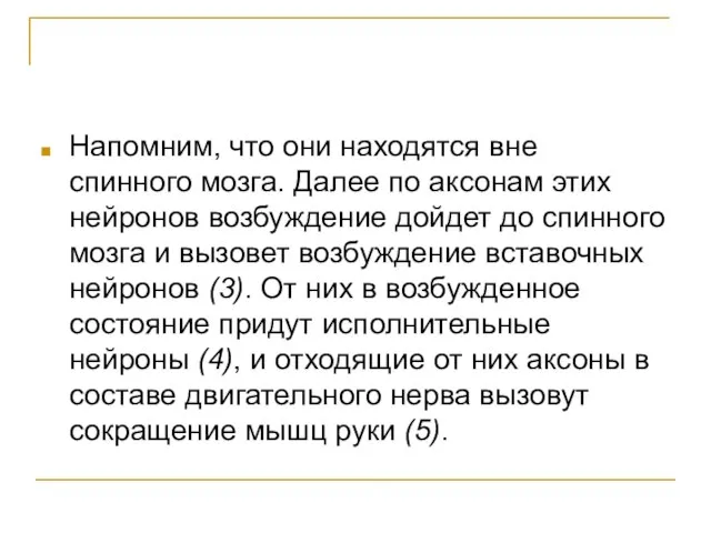 Напомним, что они находятся вне спинного мозга. Далее по аксонам этих нейронов