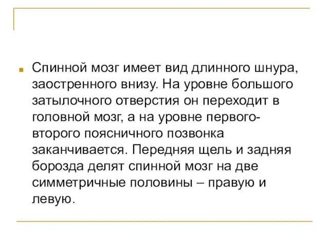 Спинной мозг имеет вид длинного шнура, заостренного внизу. На уровне большого затылочного