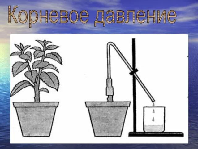 Корневое давление