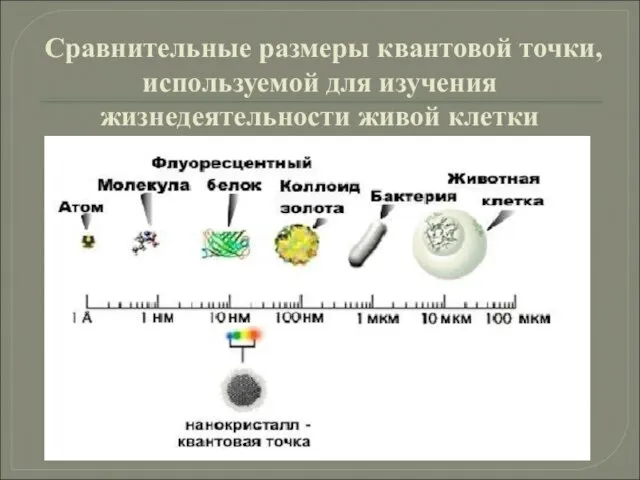 Сравнительные размеры квантовой точки, используемой для изучения жизнедеятельности живой клетки