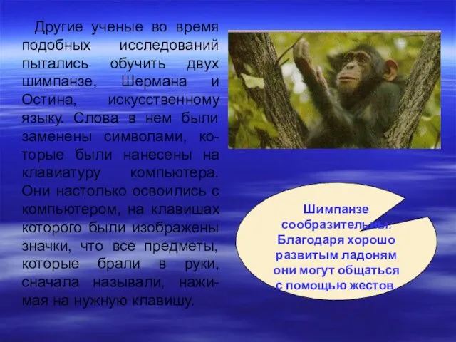 Другие ученые во время подобных исследований пытались обучить двух шимпанзе, Шермана и