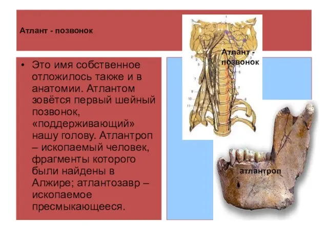 Атлант - позвонок Это имя собственное отложилось также и в анатомии. Атлантом