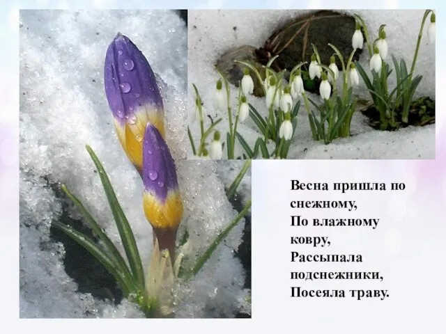 Весна пришла по снежному, По влажному ковру, Рассыпала подснежники, Посеяла траву.