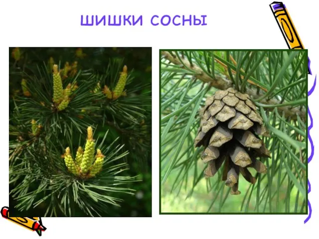 шишки сосны