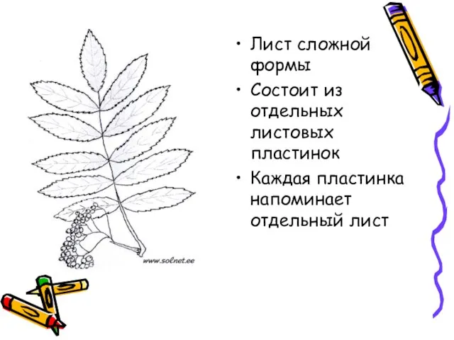 Лист сложной формы Состоит из отдельных листовых пластинок Каждая пластинка напоминает отдельный лист