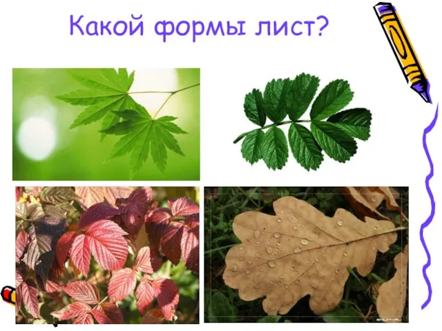 Какой формы лист?