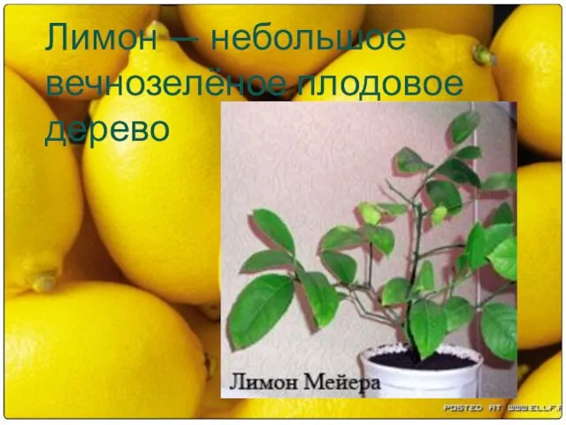 Лимон — небольшое вечнозелёное плодовое дерево