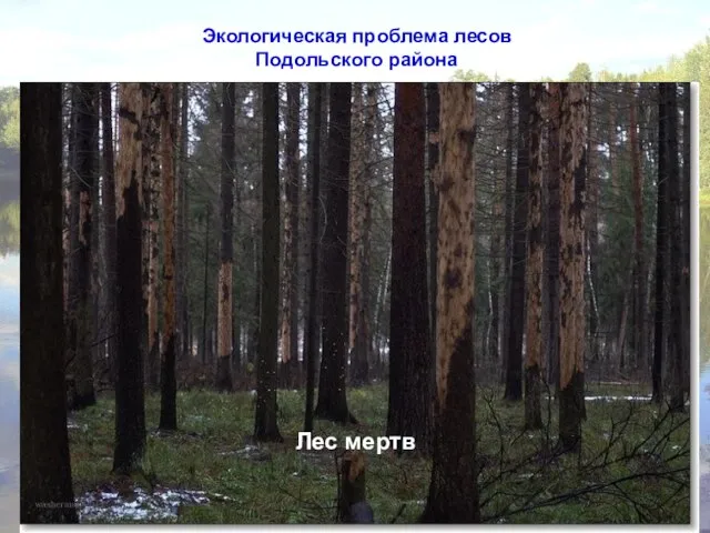 Экологическая проблема лесов Подольского района Экологическая проблема лесов Подольского района Лес мертв
