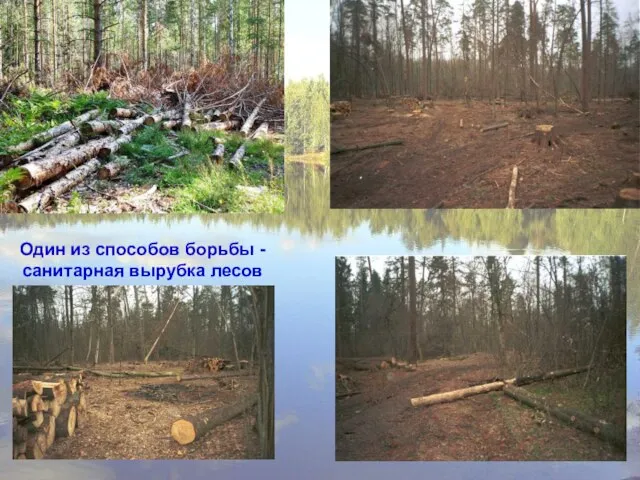 Один из способов борьбы - санитарная вырубка лесов Один из способов борьбы - санитарная вырубка лесов