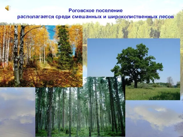 Роговское поселение располагается среди смешанных и широколиственных лесов Роговское поселение располагается среди смешанных и широколиственных лесов