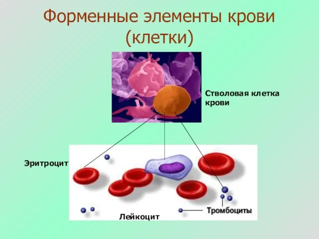 Форменные элементы крови (клетки) Эритроцит Лейкоцит Стволовая клетка крови