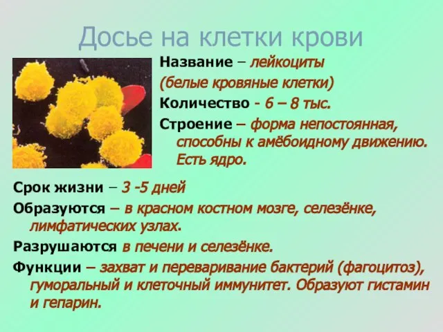 Досье на клетки крови Название – лейкоциты (белые кровяные клетки) Количество -