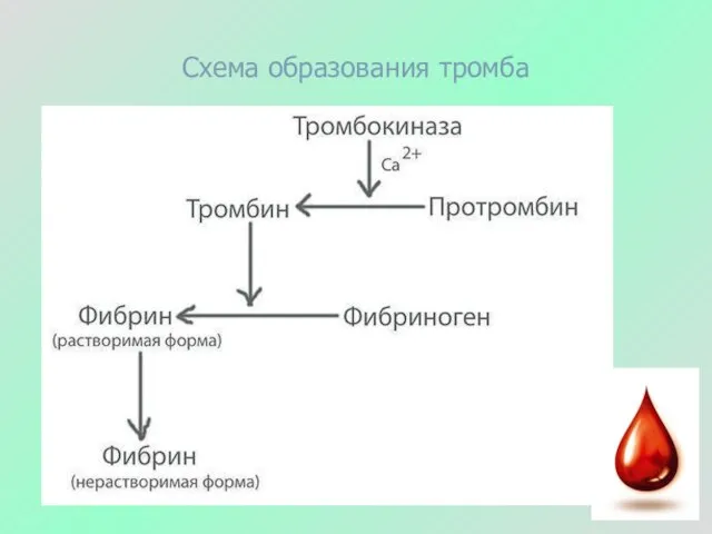 Схема образования тромба