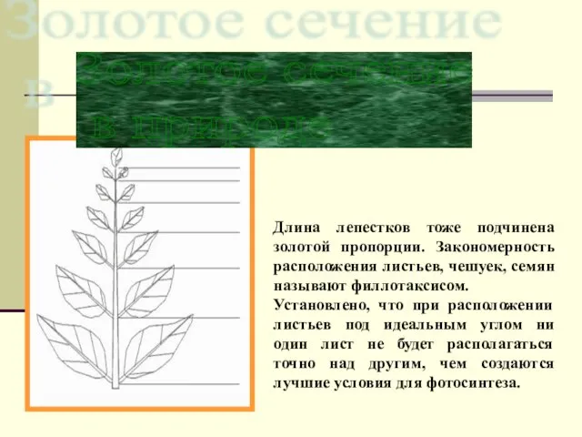 Длина лепестков тоже подчинена золотой пропорции. Закономерность расположения листьев, чешуек, семян называют