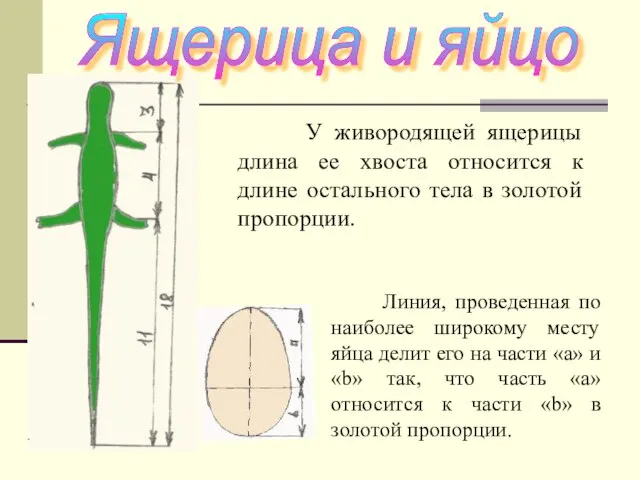 У живородящей ящерицы длина ее хвоста относится к длине остального тела в