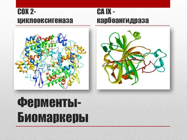 Ферменты-Биомаркеры COX 2-циклооксигеназа CA IX - карбоангидраза