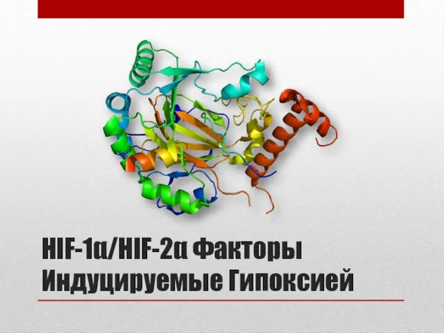 HIF-1α/HIF-2α Факторы Индуцируемые Гипоксией