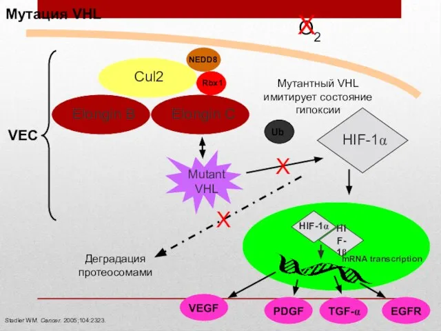 Мутация VHL Stadler WM. Cancer. 2005;104:2323. O2 VEC NEDD8 Деградация протеосомами X