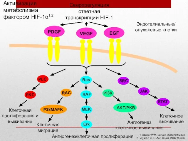 Активизация метаболизма фактором HIF-1α1,2 1. Stadler WM. Cancer. 2005;104:2323. 2. Vignot S