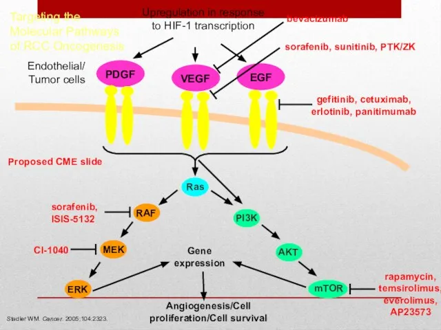 Targeting the Molecular Pathways of RCC Oncogenesis Proposed CME slide Stadler WM.