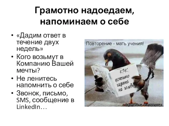 Грамотно надоедаем, напоминаем о себе «Дадим ответ в течение двух недель» Кого