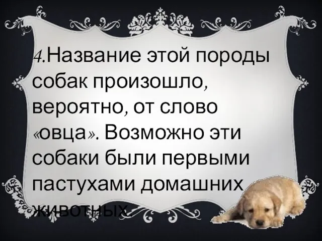 4.Название этой породы собак произошло, вероятно, от слово «овца». Возможно эти собаки