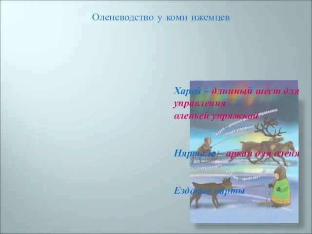 Оленеводство у коми ижемцев Харей – длинный шест для управления оленьей упряжкой