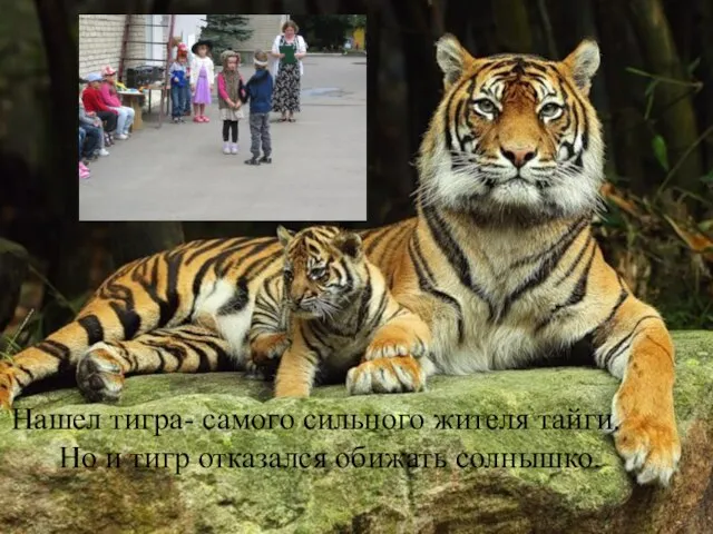 Нашел тигра- самого сильного жителя тайги. Но и тигр отказался обижать солнышко.