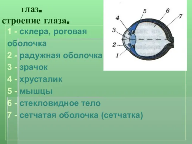 глаз. строение глаза. 1 - склера, роговая оболочка 2 - радужная оболочка