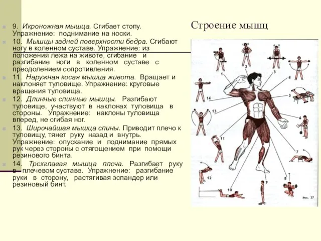 Строение мышц 9. Икроножная мышца. Сгибает стопу. Упражнение: поднимание на носки. 10.