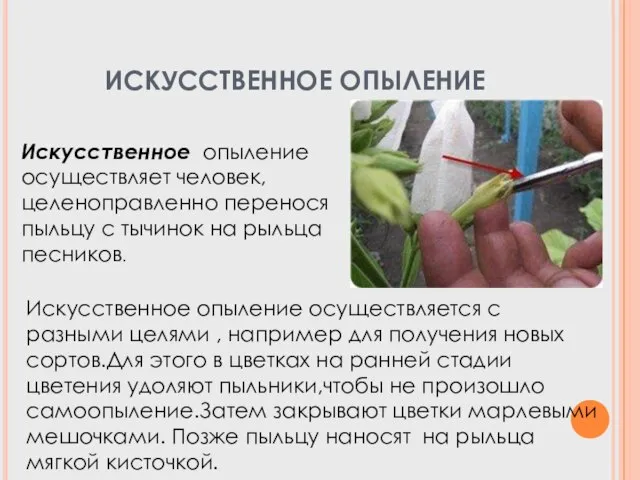 ИСКУССТВЕННОЕ ОПЫЛЕНИЕ Искусственное опыление осуществляет человек,целеноправленно перенося пыльцу с тычинок на рыльца