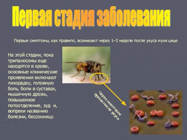 Первые симптомы, как правило, возникают через 1–3 недели после укуса мухи цеце