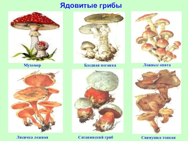 Ядовитые грибы Мухомор Ложные опята Бледная поганка Лисичка ложная Сатанинский гриб Свинушка тонкая