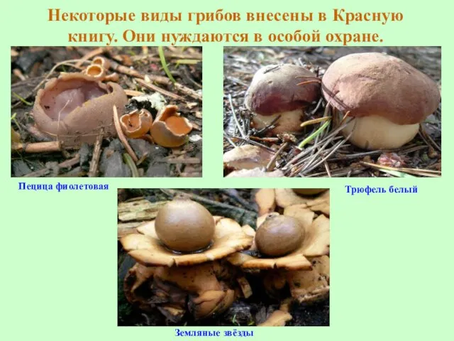 Некоторые виды грибов внесены в Красную книгу. Они нуждаются в особой охране.